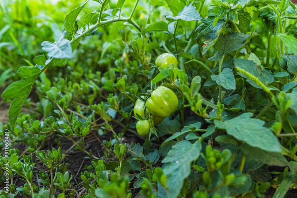 Fototapeta premium Growing Green Tomatoes Amidst Lush Foliage in a Backyard Garden Setting