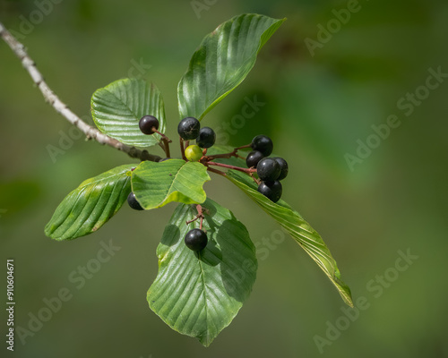 Alder buckthorn and fruits