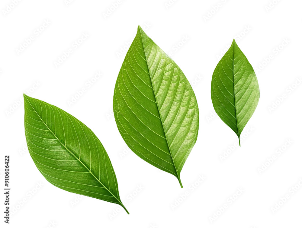 green leafs isolated green leafs isolated