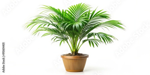 Isolated on a white background, a small potted palm tree with lush green leaves and a slender trunk stands alone, evoking a sense of serenity.