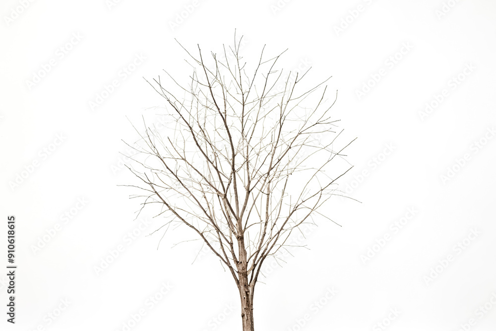 Fototapeta premium Bare Tree Branches Against White Background