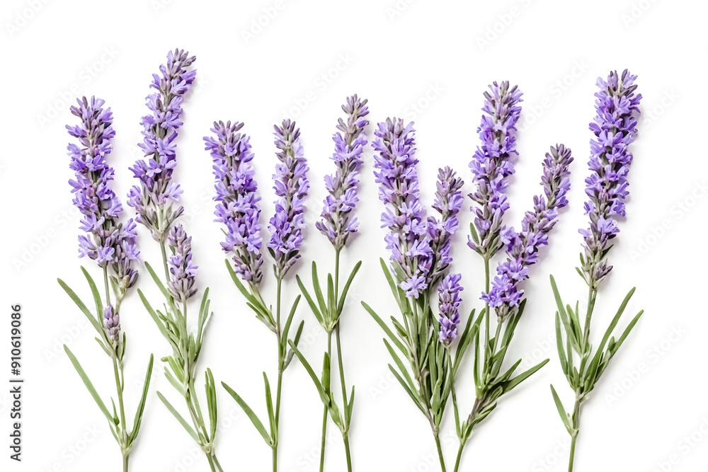 Naklejka premium Lavender Flowers on White Background