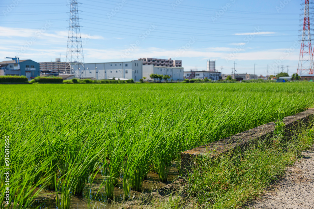 landscape of green paddy field with the wind landscape of green paddy field with the wind
