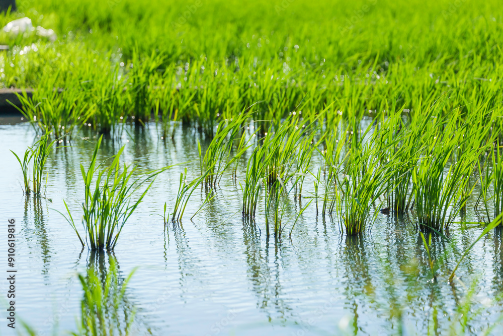 Obraz premium Paddy field after rice planting, summer scenery
