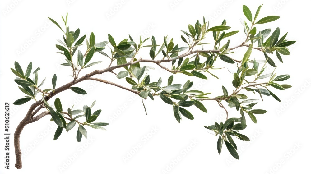 Olive Branch with Lush Green Foliage Olive Branch with Lush Green Foliage