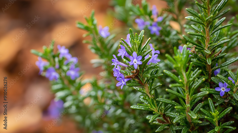 Autumn rosemary with delicate purple blooms and rich green foliage, glowing in warm light Autumn rosemary with delicate purple blooms and rich green foliage, glowing in warm light