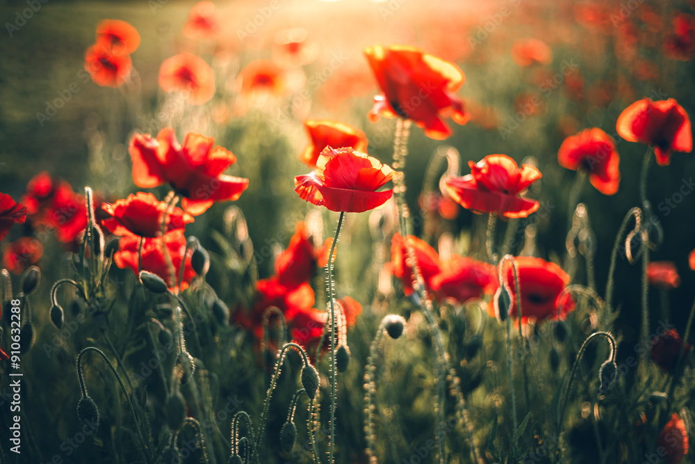 Obraz premium 夕日に照らされるポピー