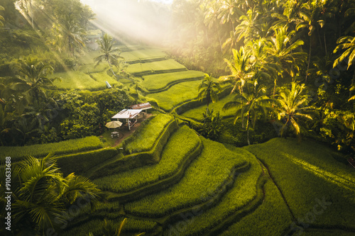 Aerial drone view of Tegallalang Rice fields terraces in Ubud, Bali, Indonesia 