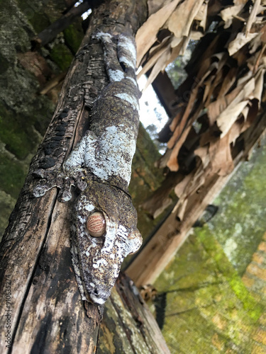 Uroplatus henkeli, leaf tailed gecko, Madagascar