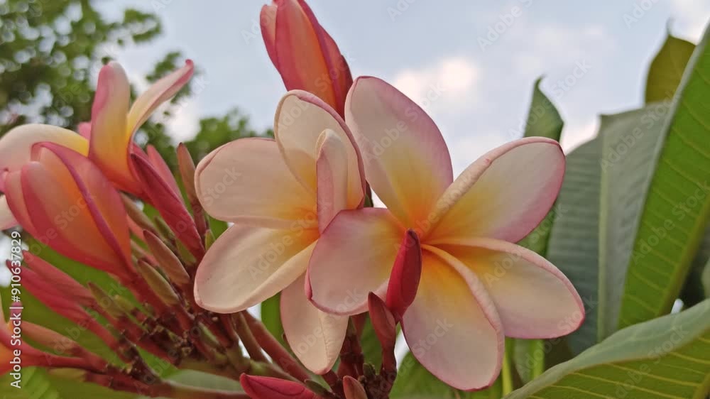 plumeria or pink frangipani on tree