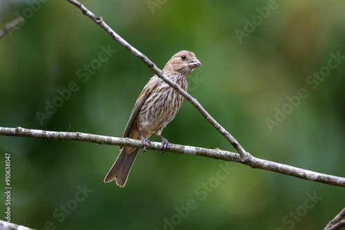 House finch