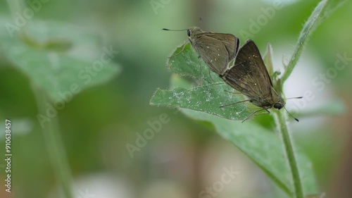 Calpodini is a type of borbo cinnara that lives on leaves, dark brown in color photo