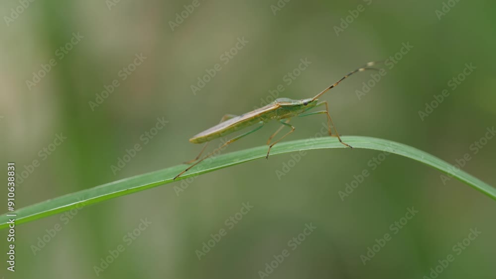 The stinging stink bug is on a leaf, this animal often emits an unpleasant odor The stinging stink bug is on a leaf, this animal often emits an unpleasant odor