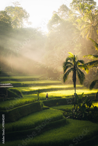 Morning view of Tegallalang Rice fields terraces in Ubud, Bali, Indonesia 