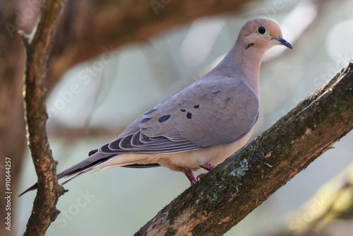 Mourning dove