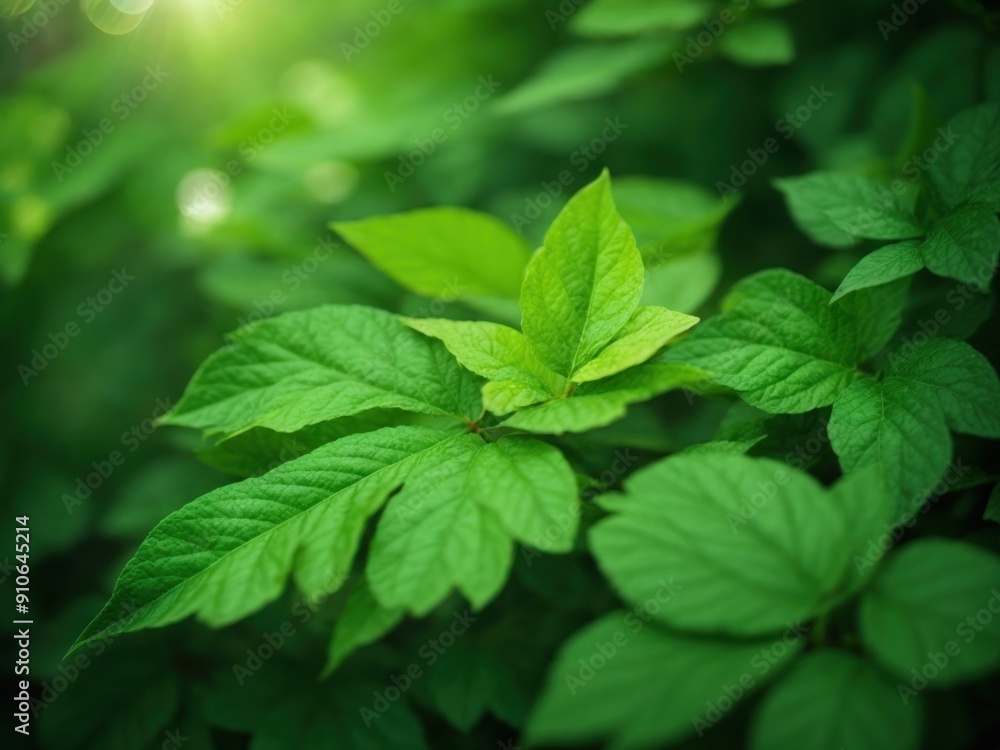 summer nature green leaves abstract background summer nature green leaves abstract background