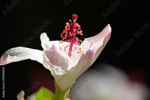 Quadro su tela Pretty Pink and white Hibiscus at Hawaii