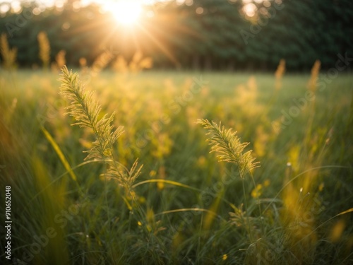 Wild grass in the forest at sunset Macro image