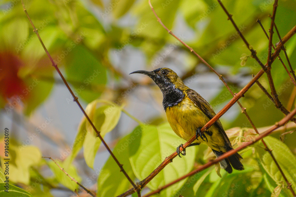 An olive-backed sunbird perching on a tree branch in the western part of Singapore. An olive-backed sunbird perching on a tree branch in the western part of Singapore.