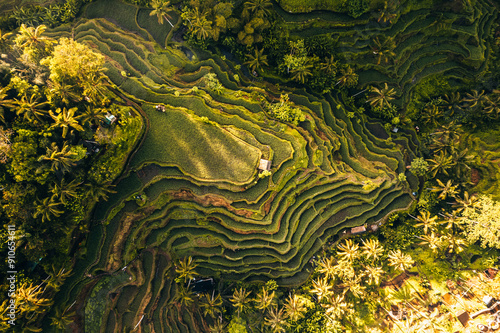 Aerial drone view of Tegallalang Rice fields terraces in Ubud, Bali, Indonesia  photo