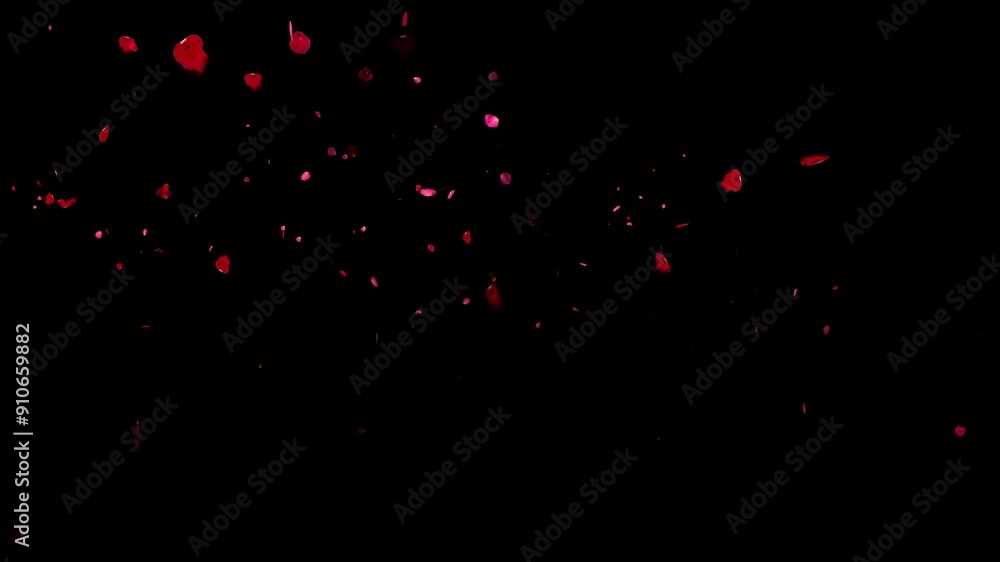 Falling Rose petals flying over black background. Red Flowers overlay, green screen, alpha effect -4k Seamless Loop Falling Rose petals flying over black background. Red Flowers overlay, green screen, alpha effect -4k Seamless Loop