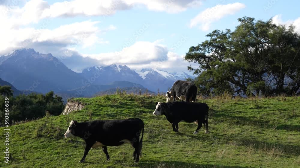 Cows Grazing in Paddock with Snow-Capped Mountains and Cloudy Sky, New Zealand Cows Grazing in Paddock with Snow-Capped Mountains and Cloudy Sky, New Zealand