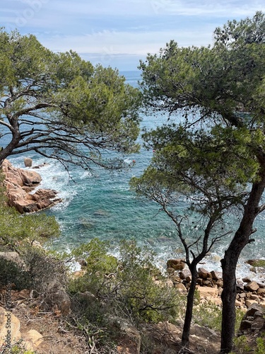 tree on the beach