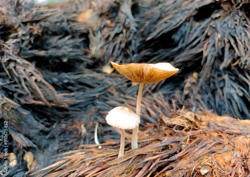 Some Mushrooms Growing On Piles Of Empty Oil Palm Fruit Bunches