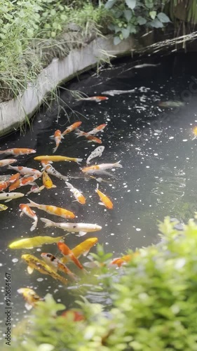 Koi fish swim in a pond with leaves in the foreground.