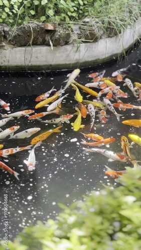 Koi fish swim in a pond with leaves in the foreground.