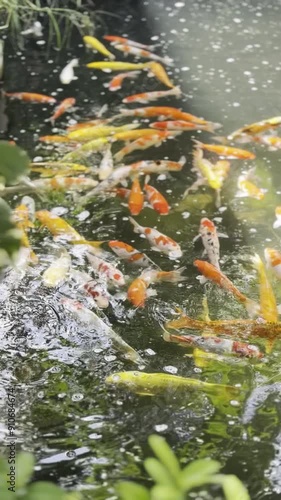Koi fish swim in a pond with leaves in the foreground.