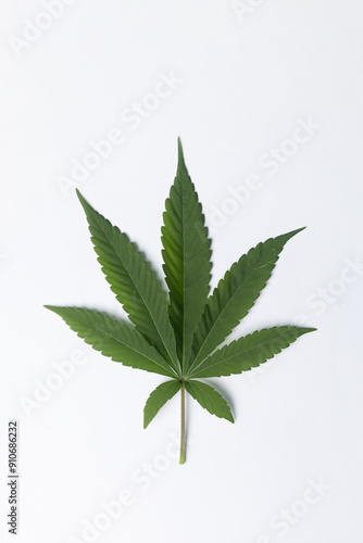 Marijuana leaf isolated on white background