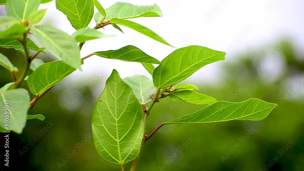 Ficus racemosa (the cluster fig, red river fig, gular, elo, loa, Ficus glomerata). Fig plant leaves Ficus racemosa (the cluster fig, red river fig, gular, elo, loa, Ficus glomerata). Fig plant leaves