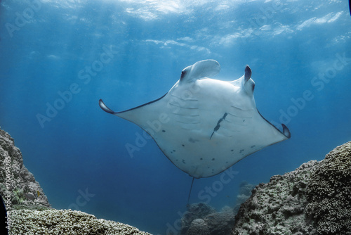 Manta ray in Bora Bora