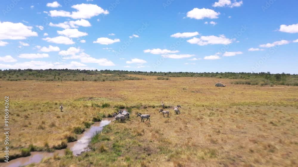 Droneshot of a Herb of Zebras running in Kenya, Africa. Plus a Giraffe Droneshot of a Herb of Zebras running in Kenya, Africa. Plus a Giraffe