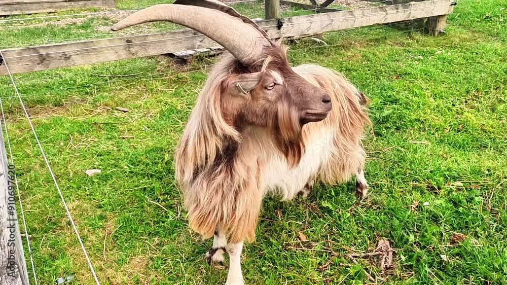 The goat has huge horns and looks at something on the side. The animal stands next to the electric fence outside. Farm animals in the Swedish countryside during summertime. The goat has huge horns and looks at something on the side. The animal stands next to the electric fence outside. Farm animals in the Swedish countryside during summertime.