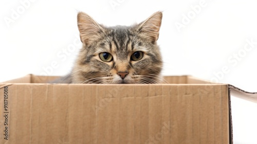 Adorable tabby cat peeking out of a cardboard box isolated on white background. Perfect for pet and feline-themed content.