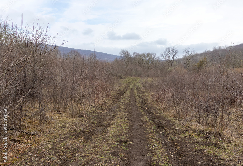 woodland, spring walks in the highlands, forest, and a panorama of a dirt road