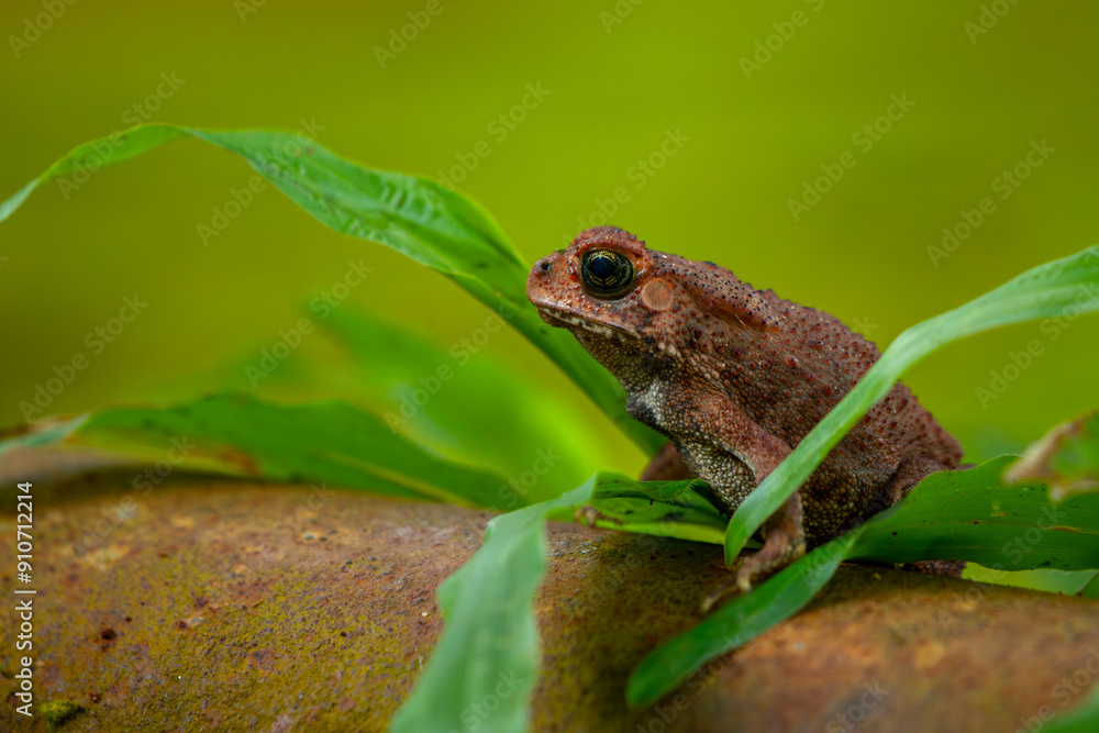 Obraz premium Asian common toad (Duttaphrynus melanostictus) on rusty metal water pipe system, with natural bokeh background