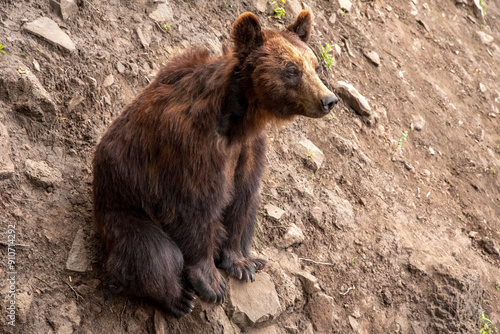 The Kamchatka brown bear (Ursus arctos beringianus), also known as the Far Eastern brown bear or Russian running photo