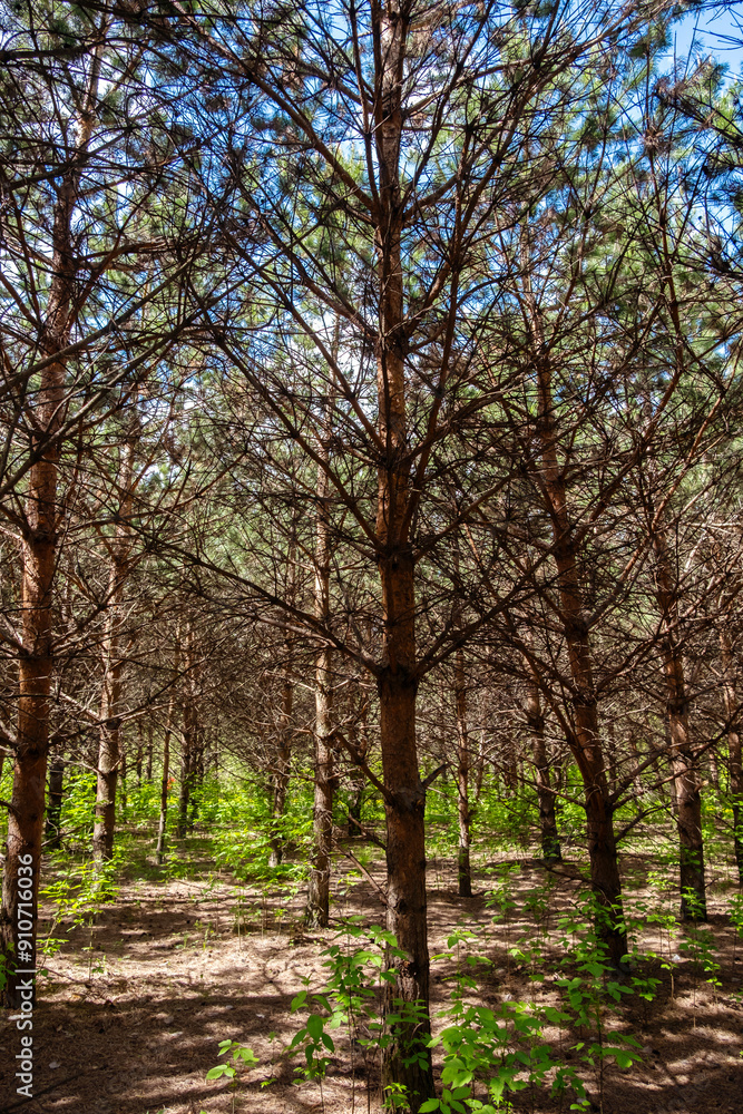 Rows of pine trees in dense forest. Natural outdoor environment with green foliage. Rows of pine trees in dense forest. Natural outdoor environment with green foliage.