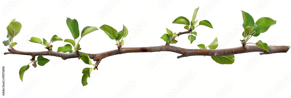 Apple Tree Branch. Isolated Closeup of Young Tree with Leaves on White Background Apple Tree Branch. Isolated Closeup of Young Tree with Leaves on White Background