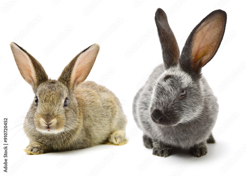 Obraz premium rabbits isolated on white background 