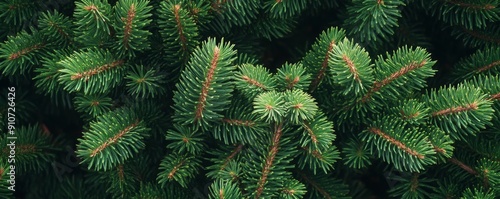 Fir tree branches close-up, detailed texture