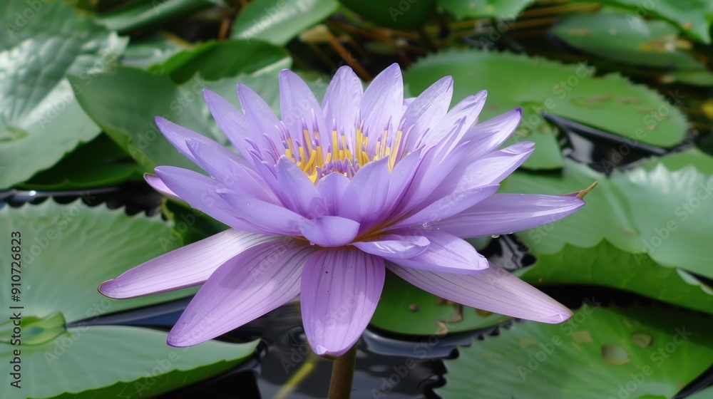 Purple Water Lily in Bloom Purple Water Lily in Bloom