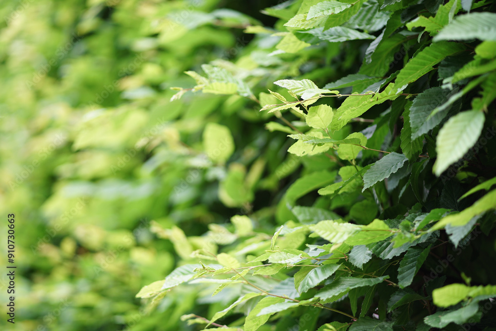 Bright leaves in summer blur
Morning. Bright morning. Environmental concept. Bright leaves in summer blur
Morning. Bright morning. Environmental concept.