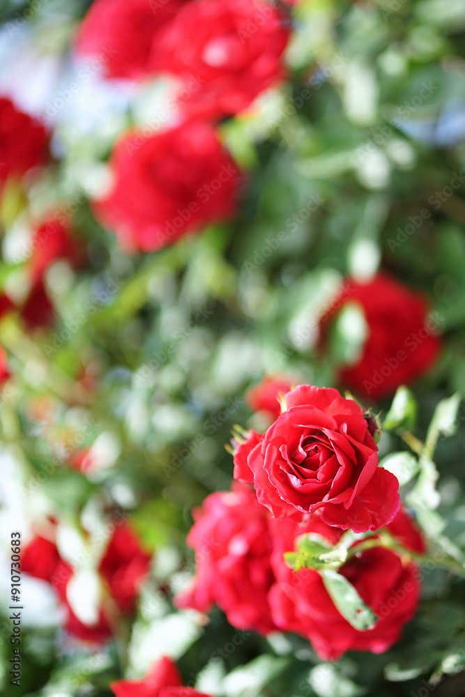 Beautiful red roses in the rose garden. Background blurred. Beautiful red roses in the rose garden. Background blurred.