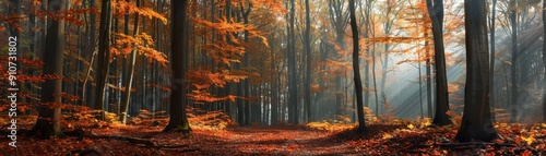 Sunlit Autumn Forest with Vibrant Foliage and Tall Trees in a Serene Natural Landscape