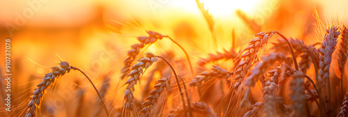 Wheat ears plated with gold at sunset, field in backround photo