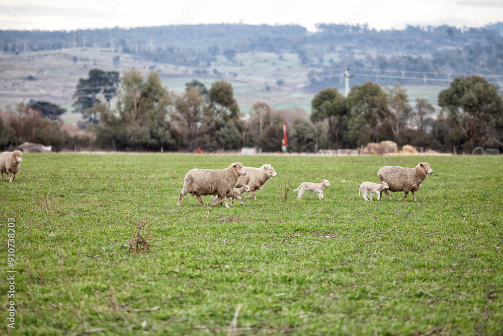 Obraz premium Ewes and young lambs in a paddock
